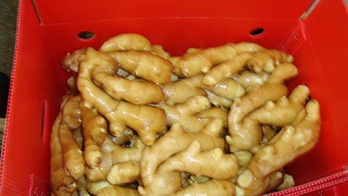 優質大姜生姜